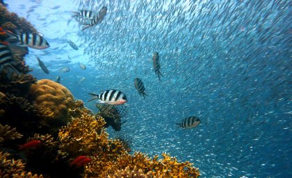 Ocean species change the deeper you go, but this is not recognised in current conservation planning and mapping.